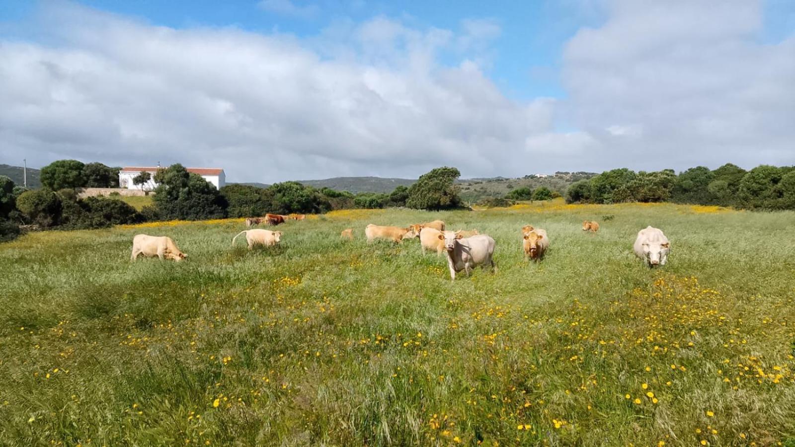 La Cera Farm Camping B&B Santa Teresa Gallura Exterior photo