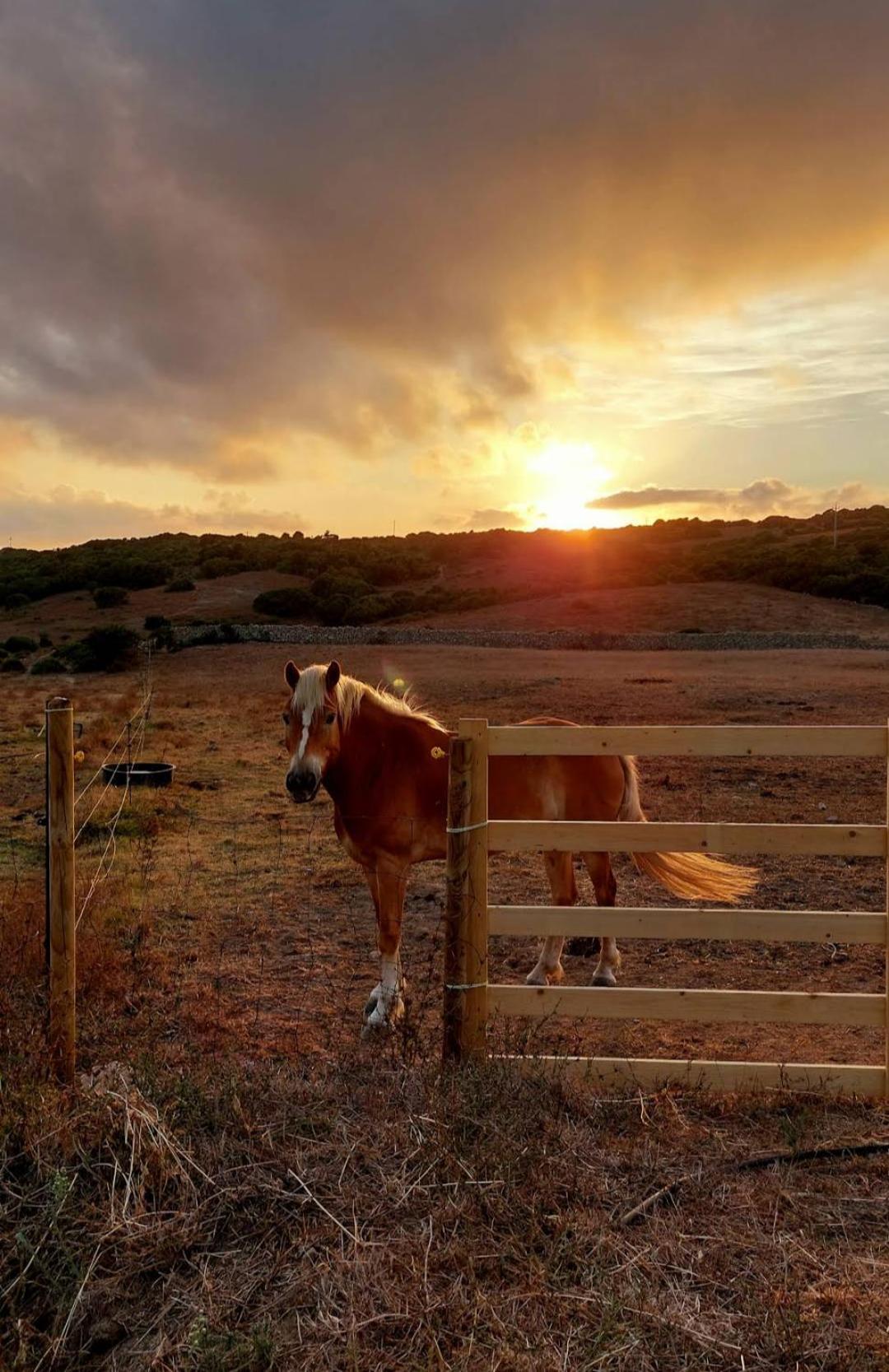 La Cera Farm Camping B&B Santa Teresa Gallura Exterior photo